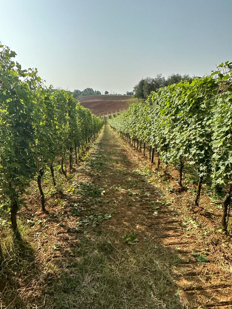 vineyard Tenuta CostaRossa