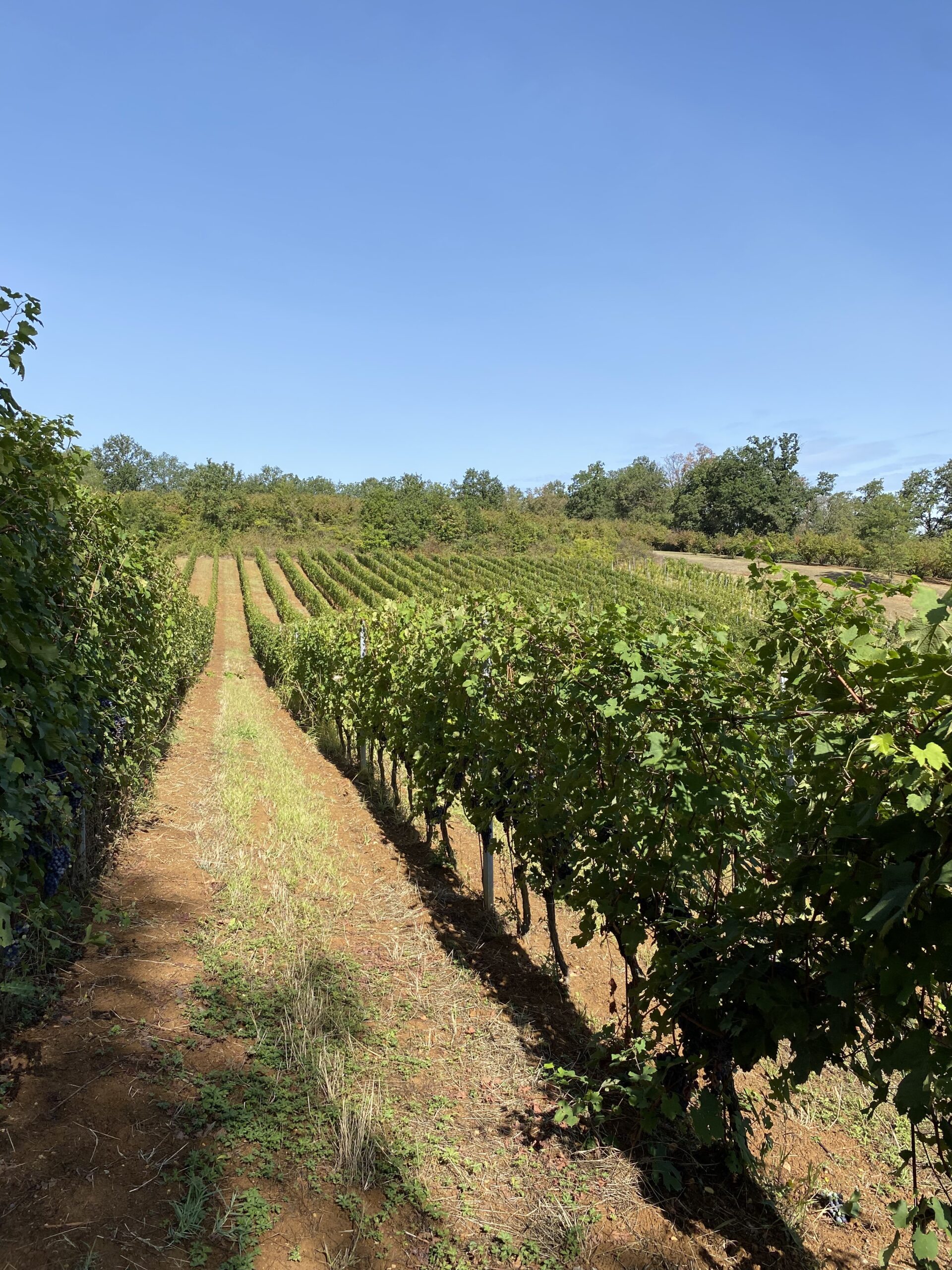 rows of vine at Tenuta CostaRossa