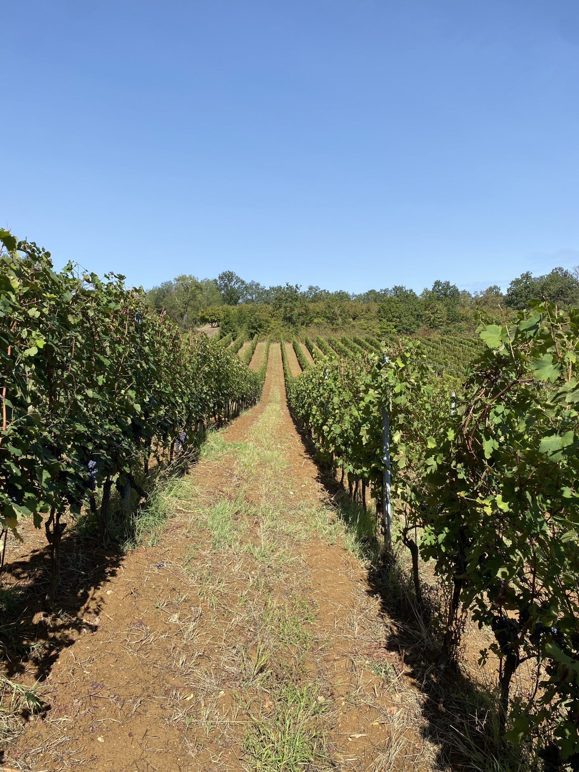 vineyard at Tenuta CostaRossa Piemont Fubine