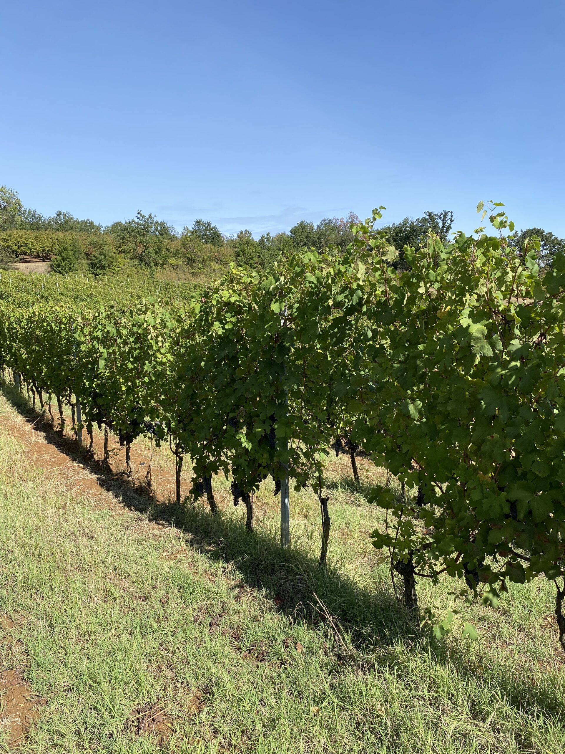 vineyard with Nebbiolo grapes at Tenuta CostaRossa Piemonte Fubine Monferrato
