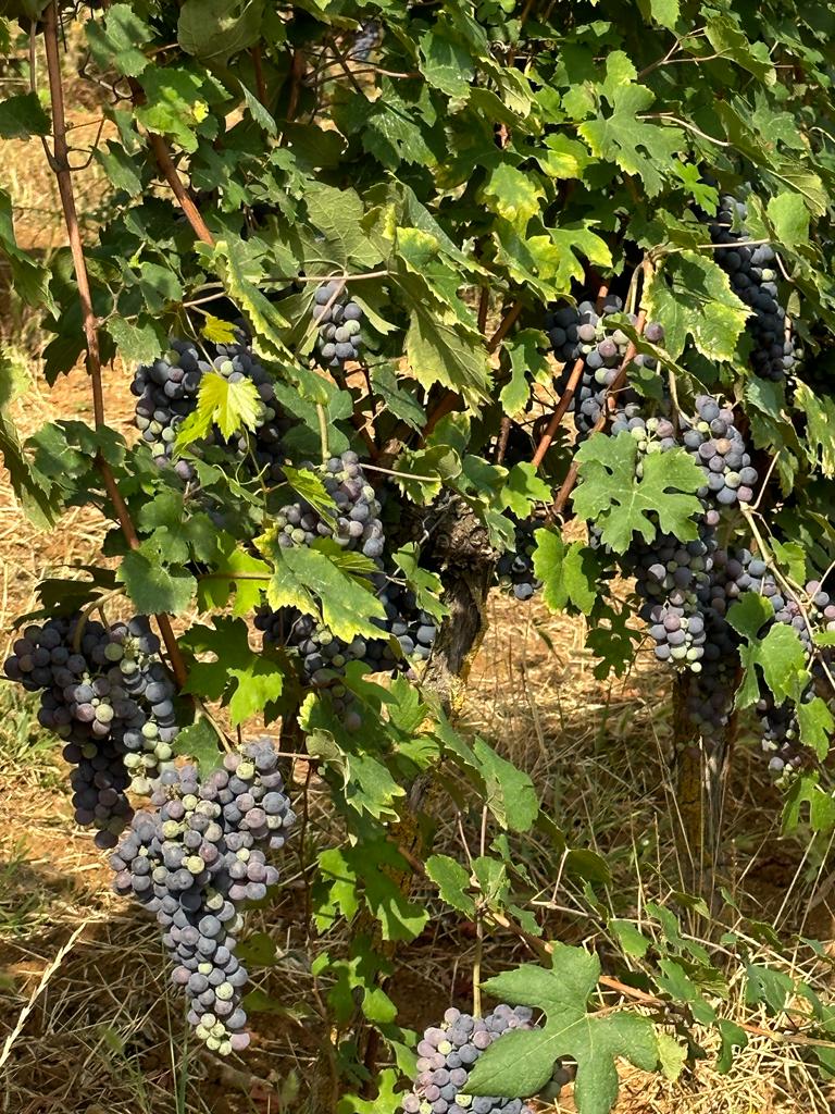 Nebbiolo grapes ready for assessment