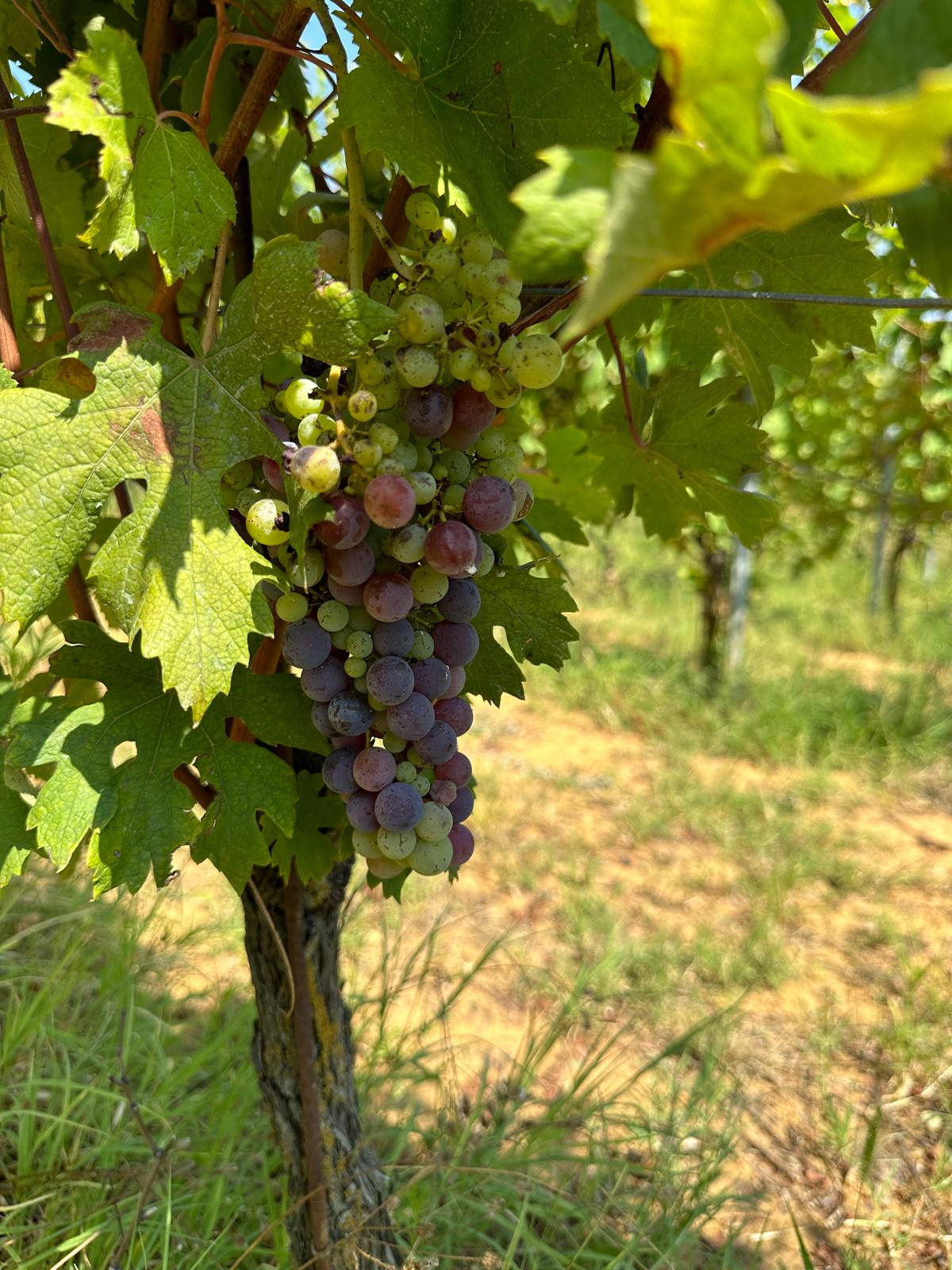 The Nebbiolo grapes start coloring