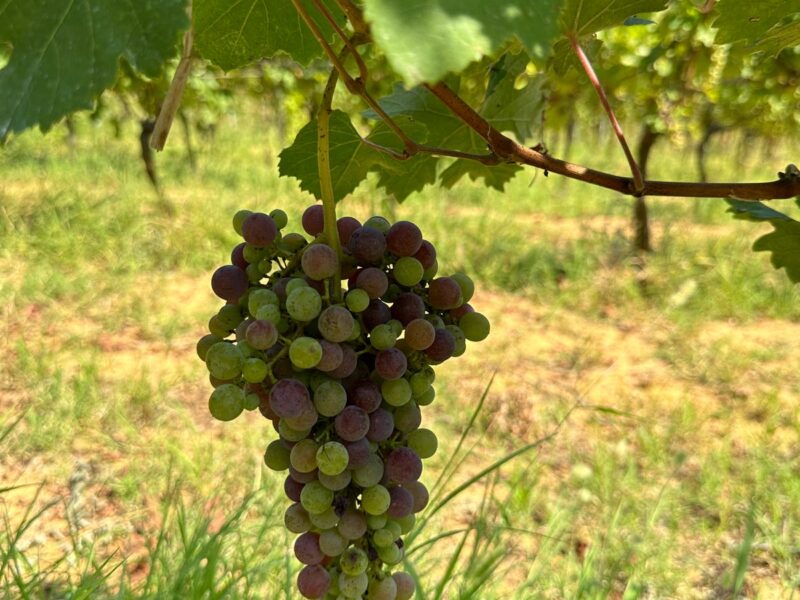 The Nebbiolo grapes start coloring, hopefully the weather will be balmy for a good harvest