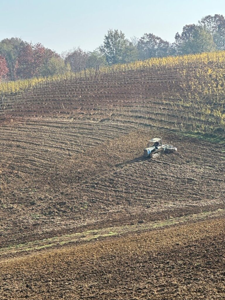 tractor planting Barbera d'Asti vines