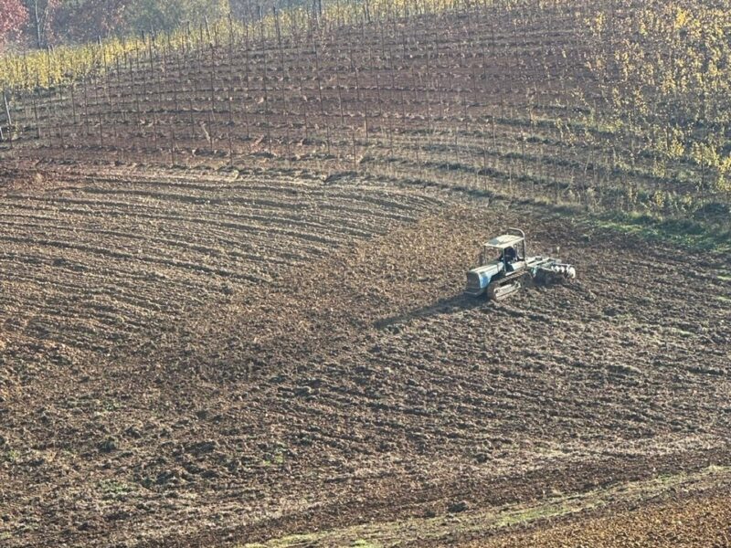 tractor planting Barbera d'Asti vines